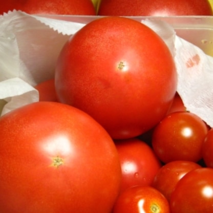 ミニトマトだけでなく、大き目のトマトもいっしょに！今年はトマトが豊作なので、本当に助かってます。